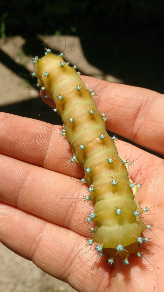 Большая зеленая гусеница