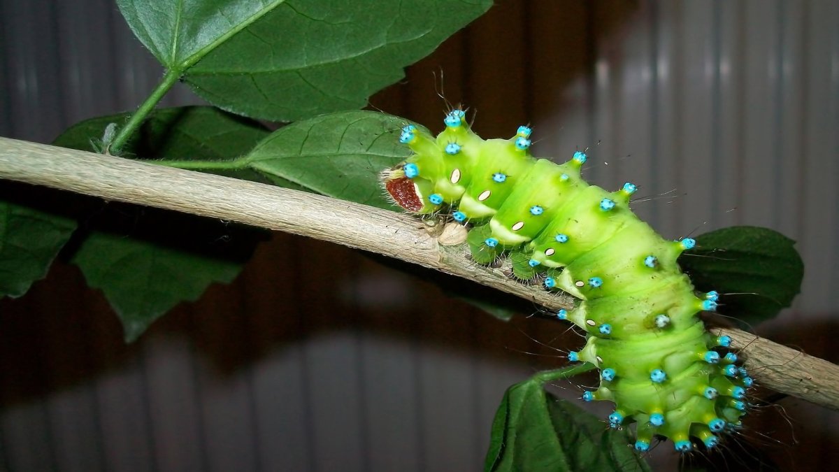 Большая зеленая гусеница