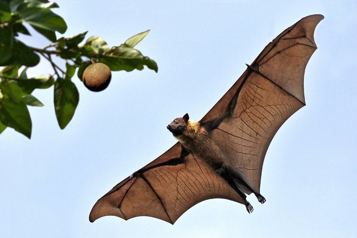 Flying Fox фото