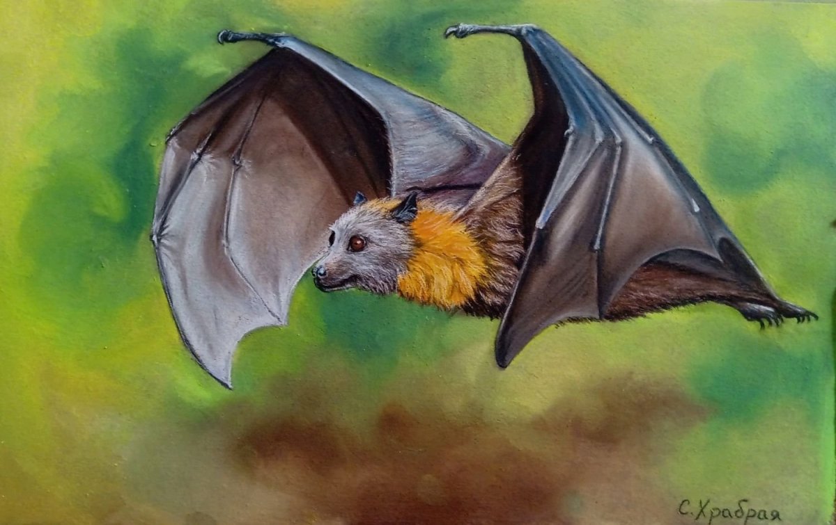 Малая летучая лисица