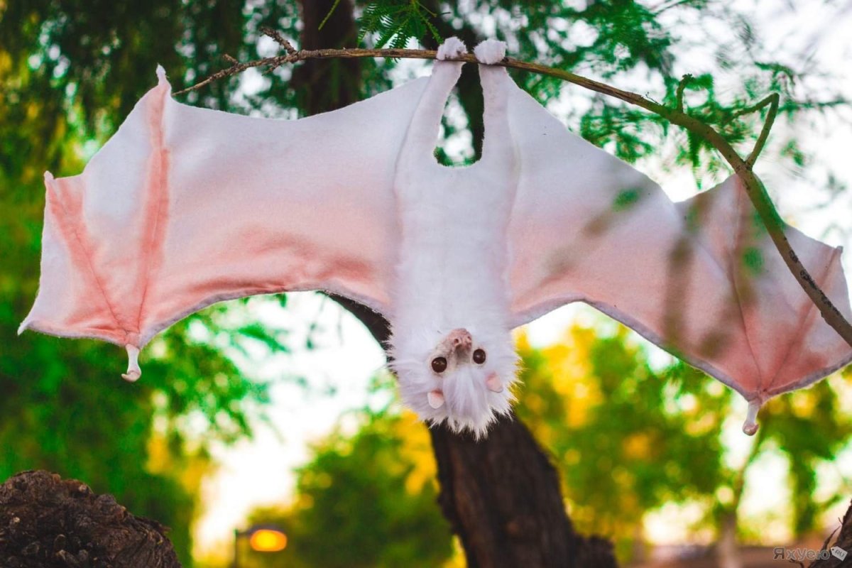 Летучая лисица альбинос