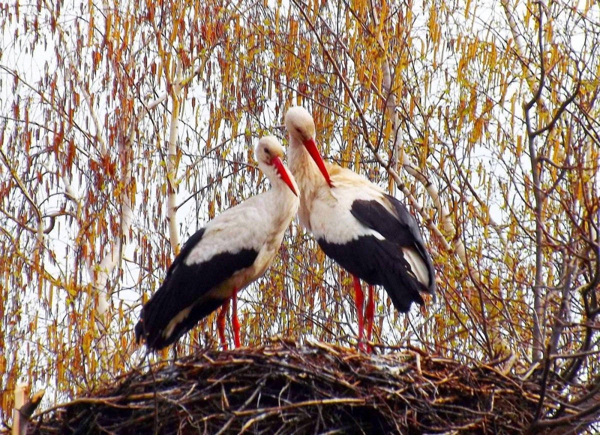 Аисты в Белоруссии