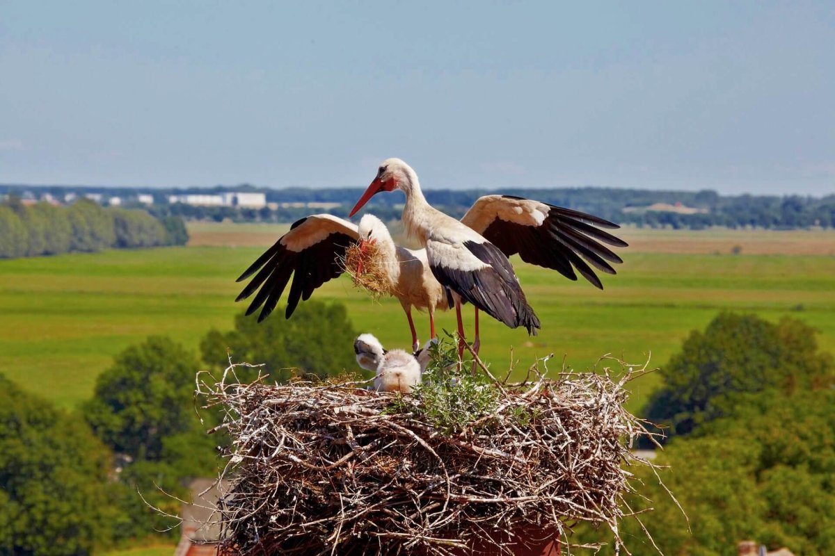 Аист в природе
