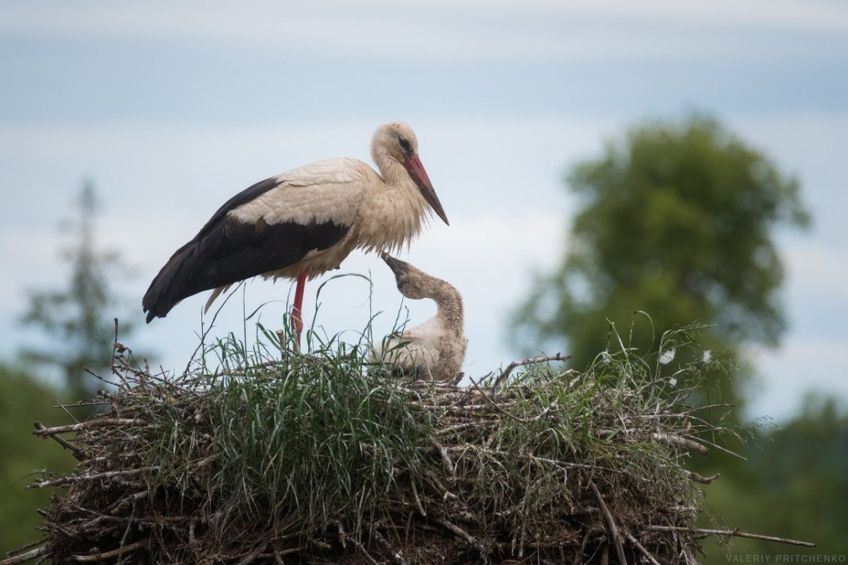 Аисты в Калининградской области