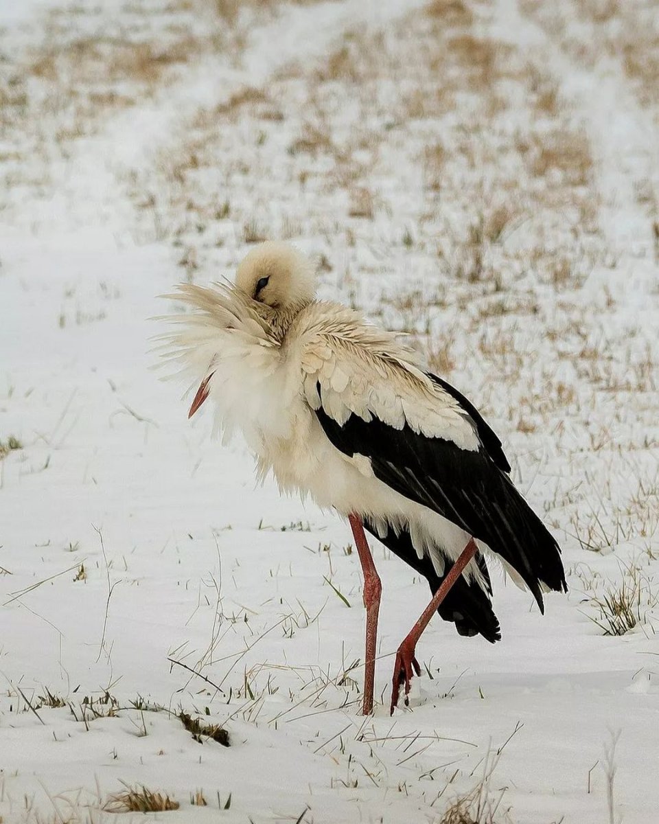 Аисты прилетели фото