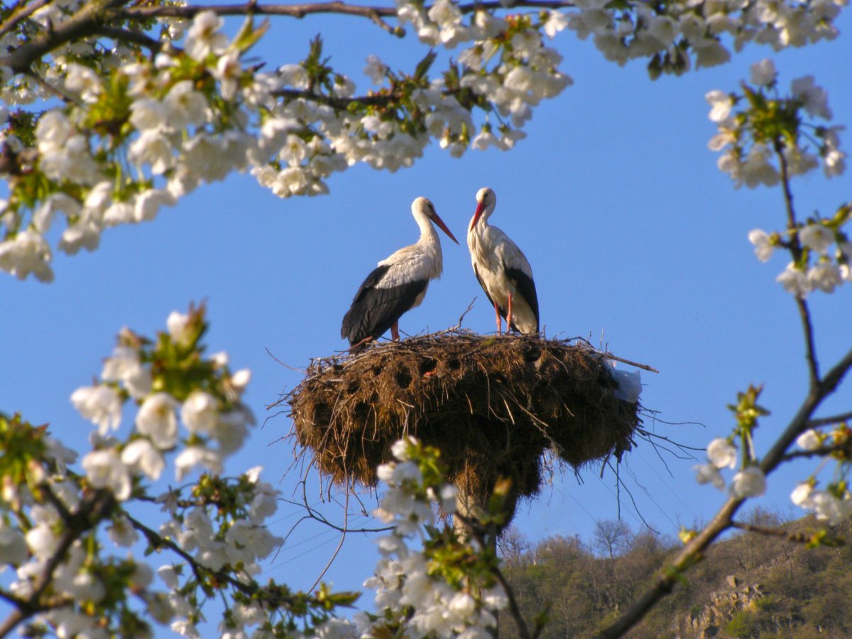 Аист весной