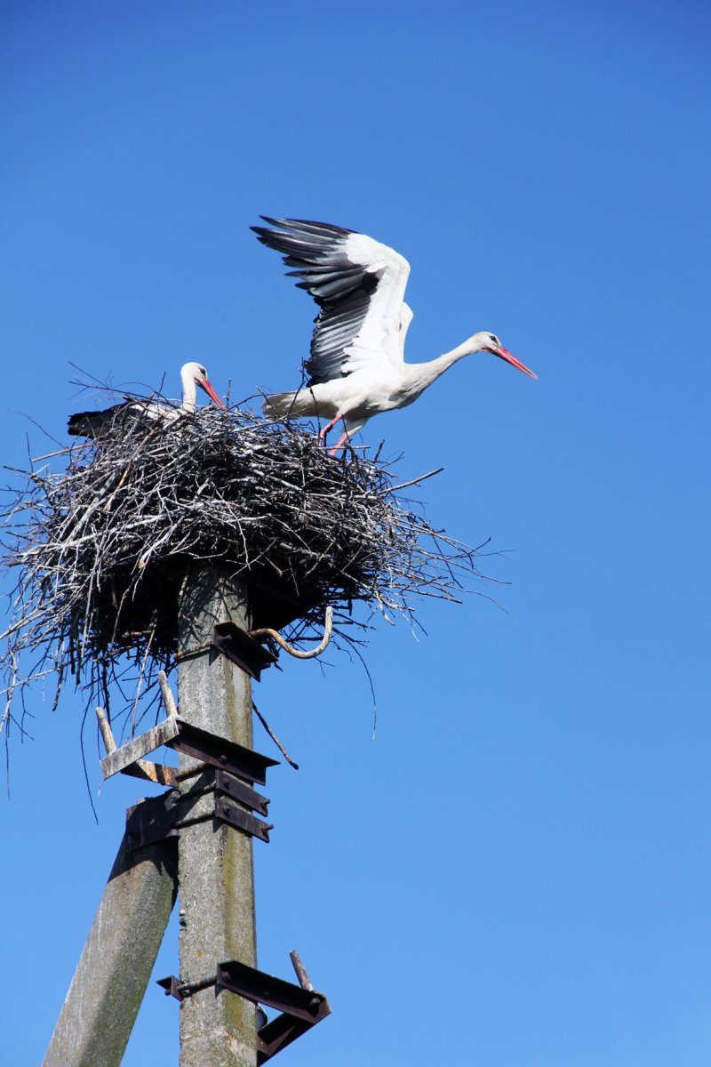 Аист на крыше дома