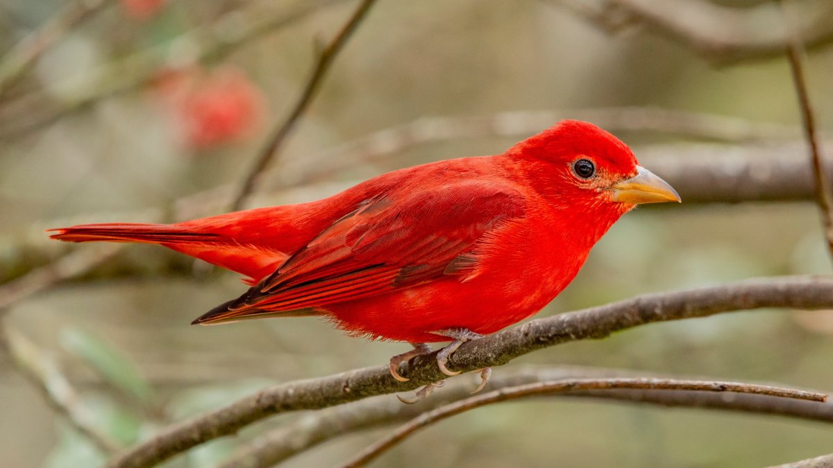 Зеленый Кардинал