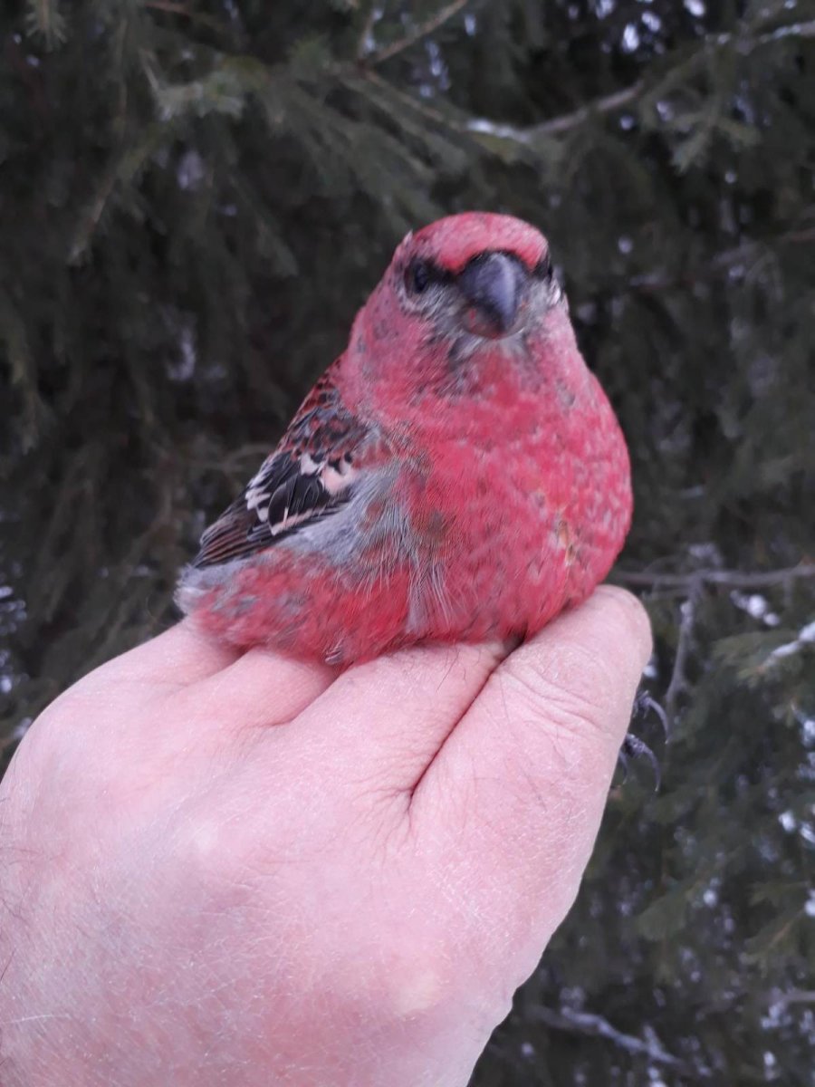 Красная птица в России