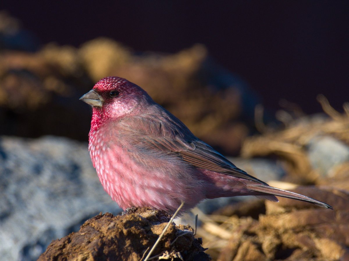 Большая чечевица (Carpodacus rubicilla)