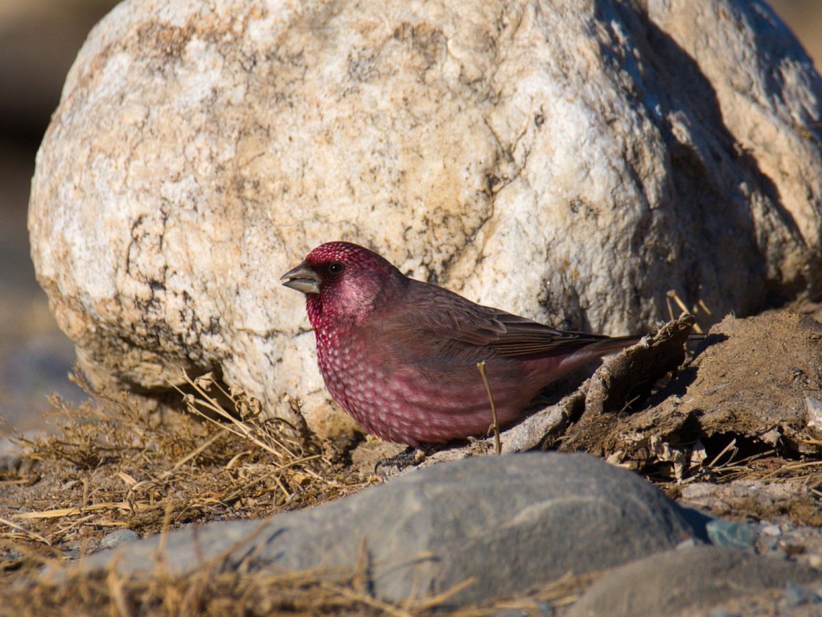 Большая чечевица (Carpodacus rubicilla)