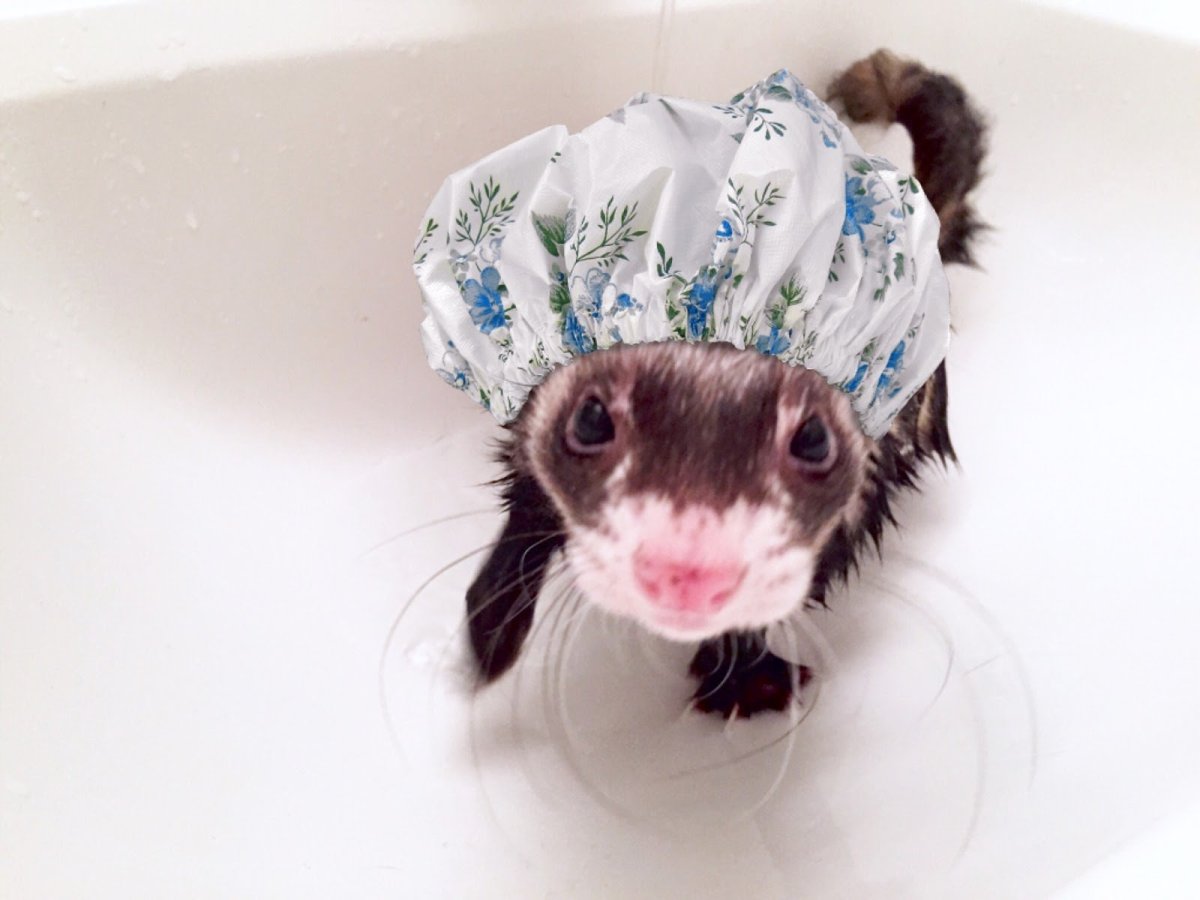 Забавные хорьки