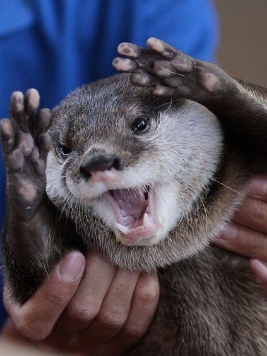 Выдра Речная домашняя