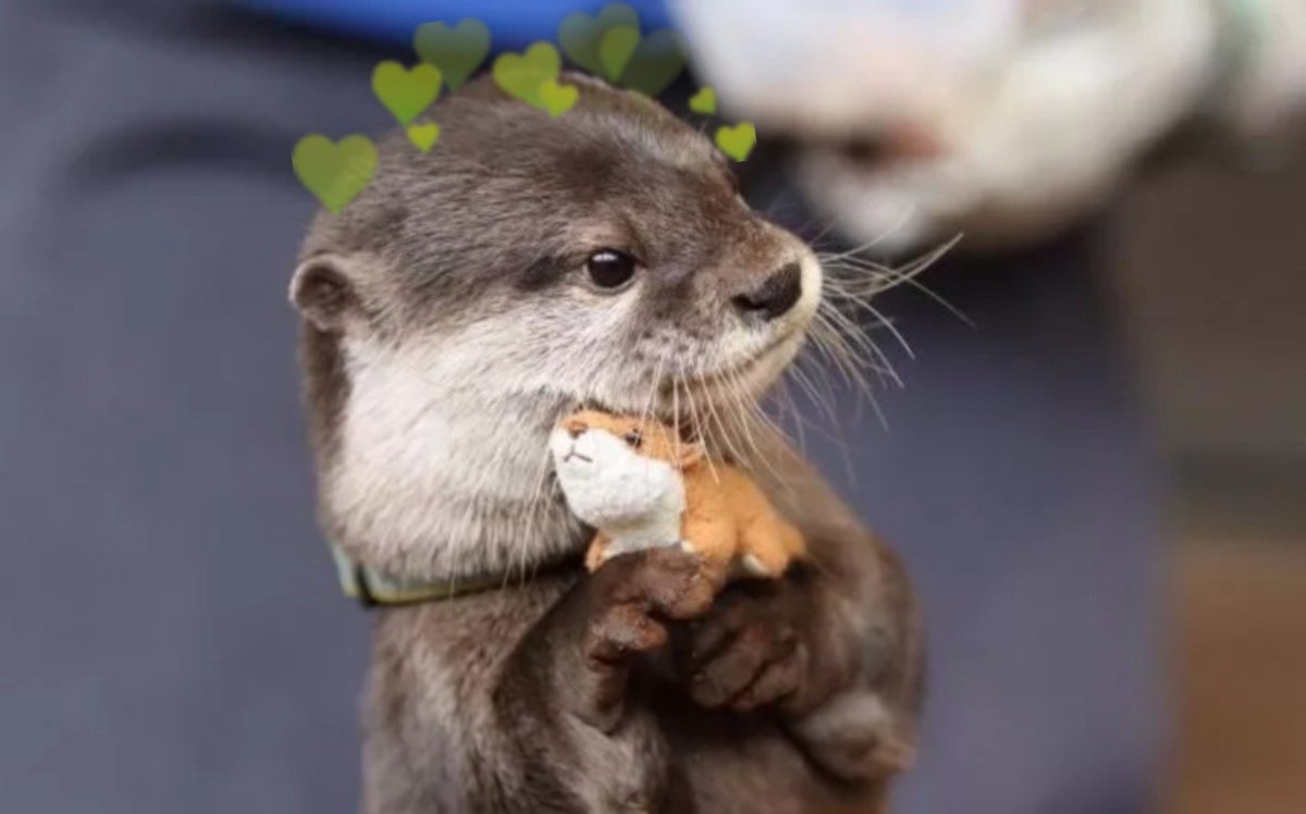 Выдра с человеком