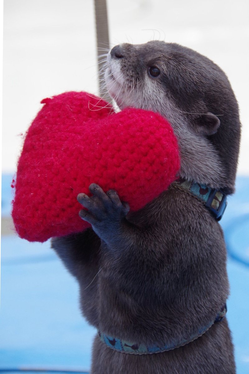 Выдра с сердечком