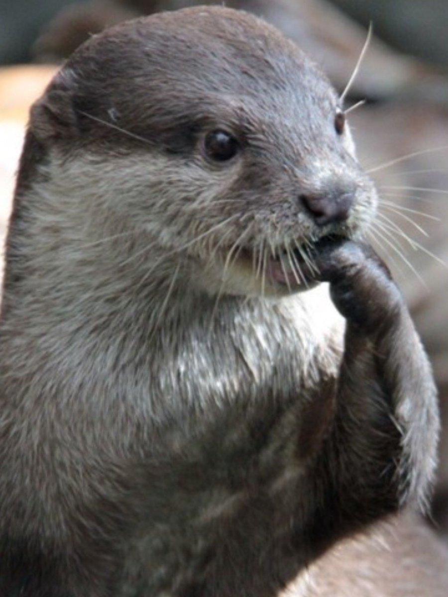 Выдра Котаро