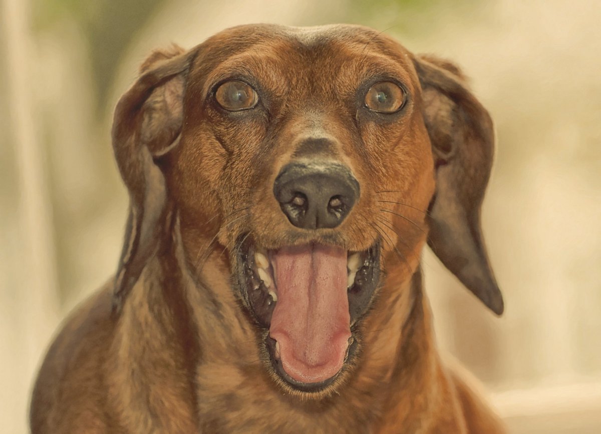 Морда собаки