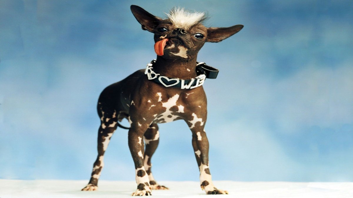 Прикольные собаки