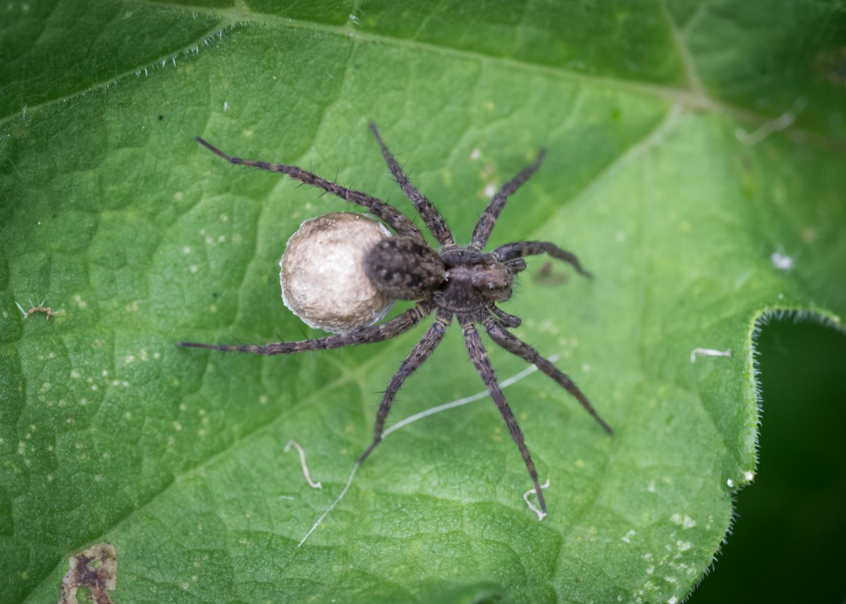 Пауки бокоход, паук - волк, Каракурт, Тарантул