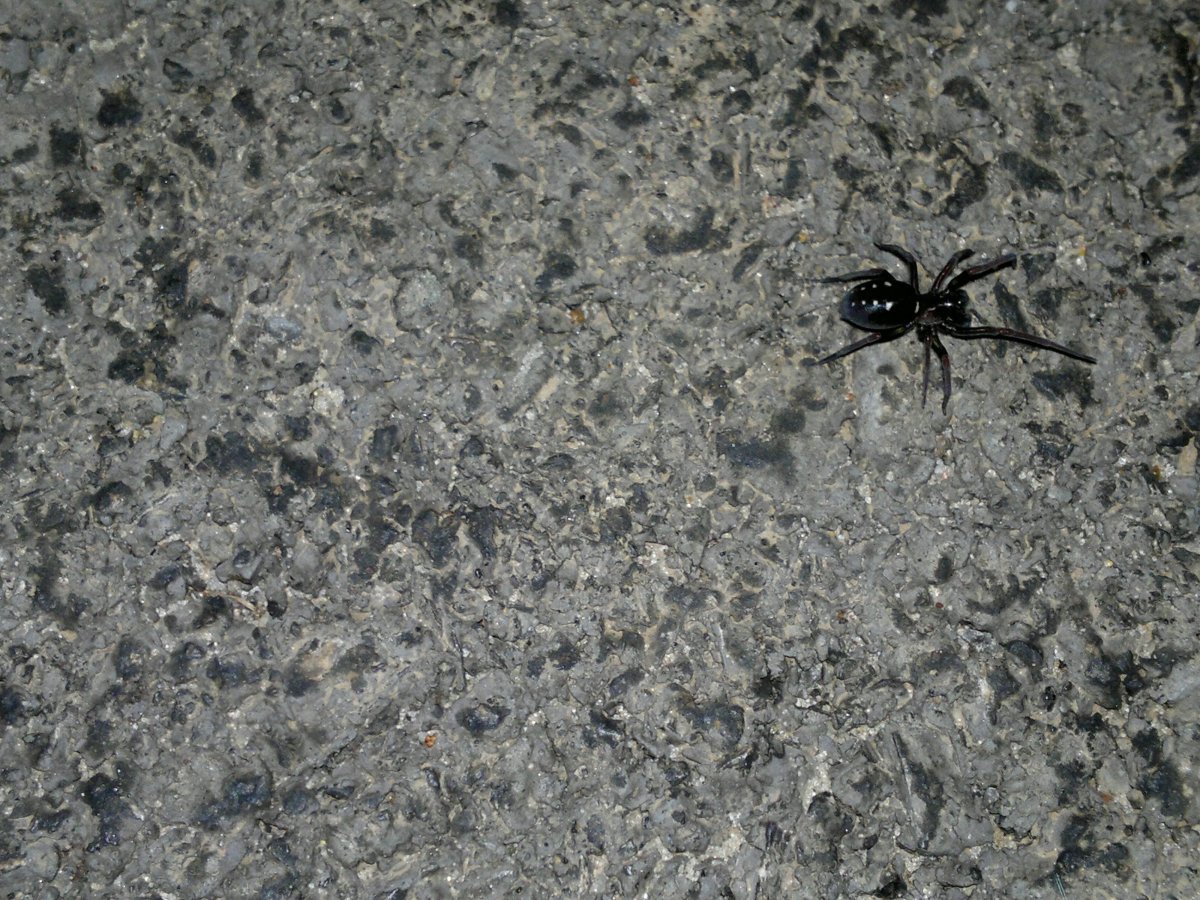 Чёрный паук с белыми пятнами на спине