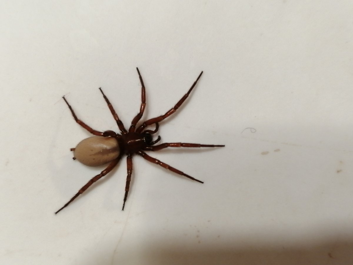 Коричневые пауки в квартире