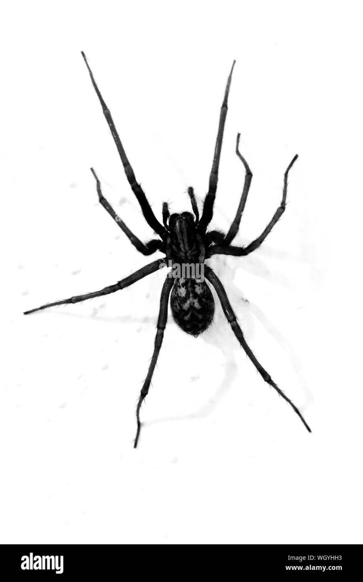 Белый паук с черными точками