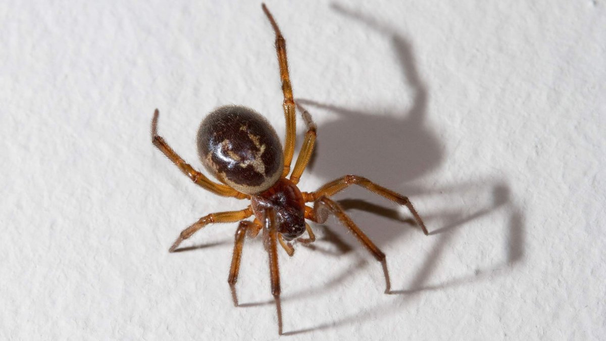 Стеатода черная паук