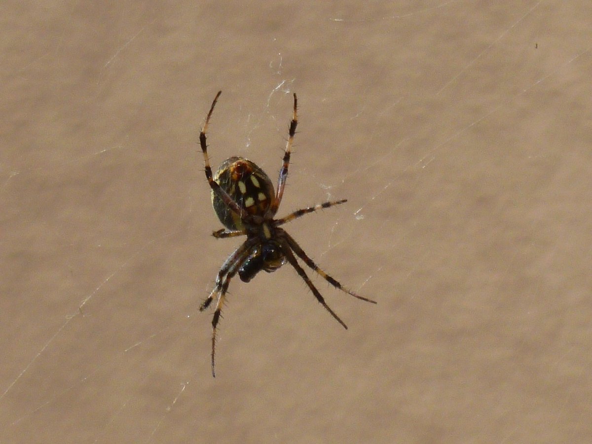 Паук Каракурт с белыми точками