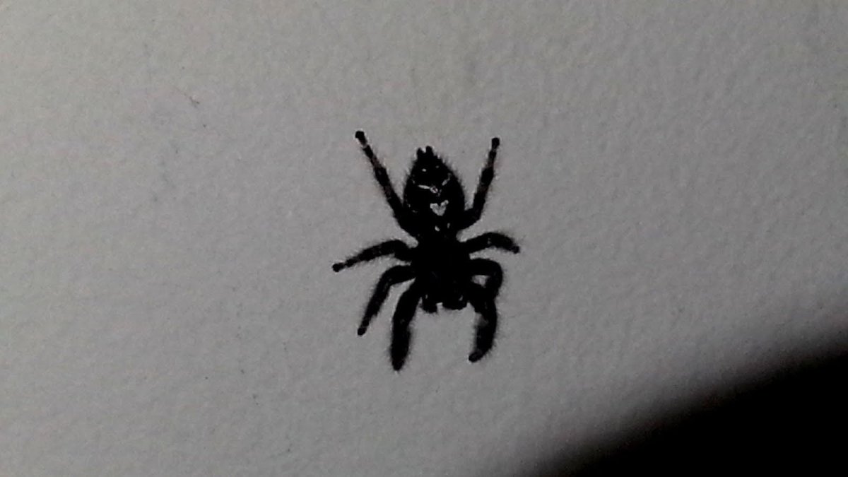 Чёрный паук с белыми пятнами на спине