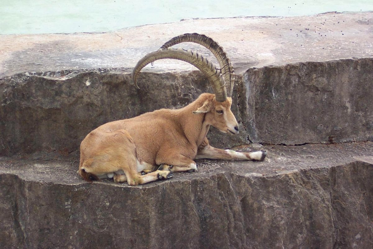 Каменные козлы Франция