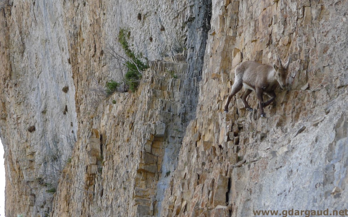 Горные козлы Кемер