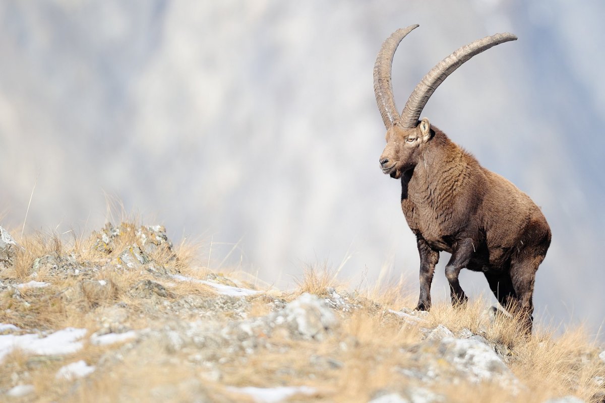 Архар и Ибекс