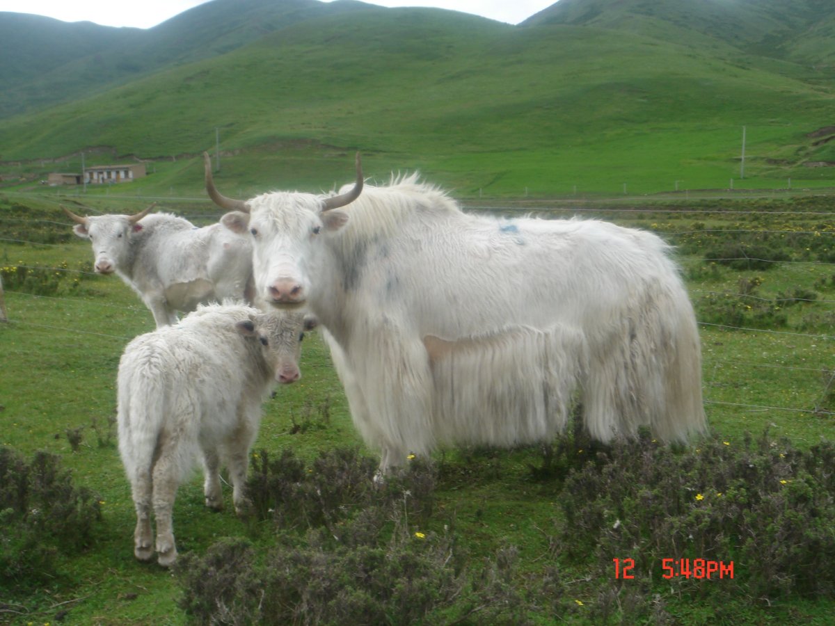 Белый як животное