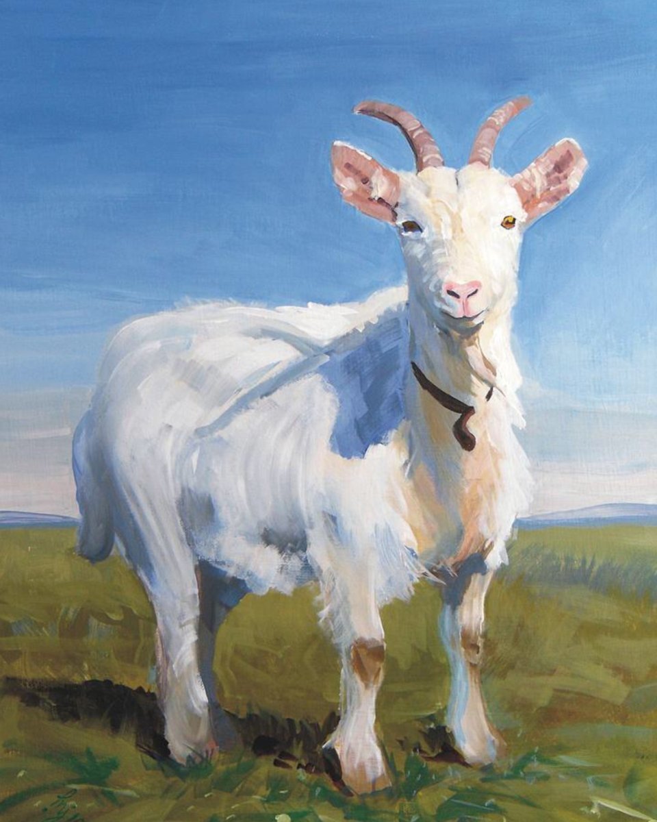 Рубцов коза