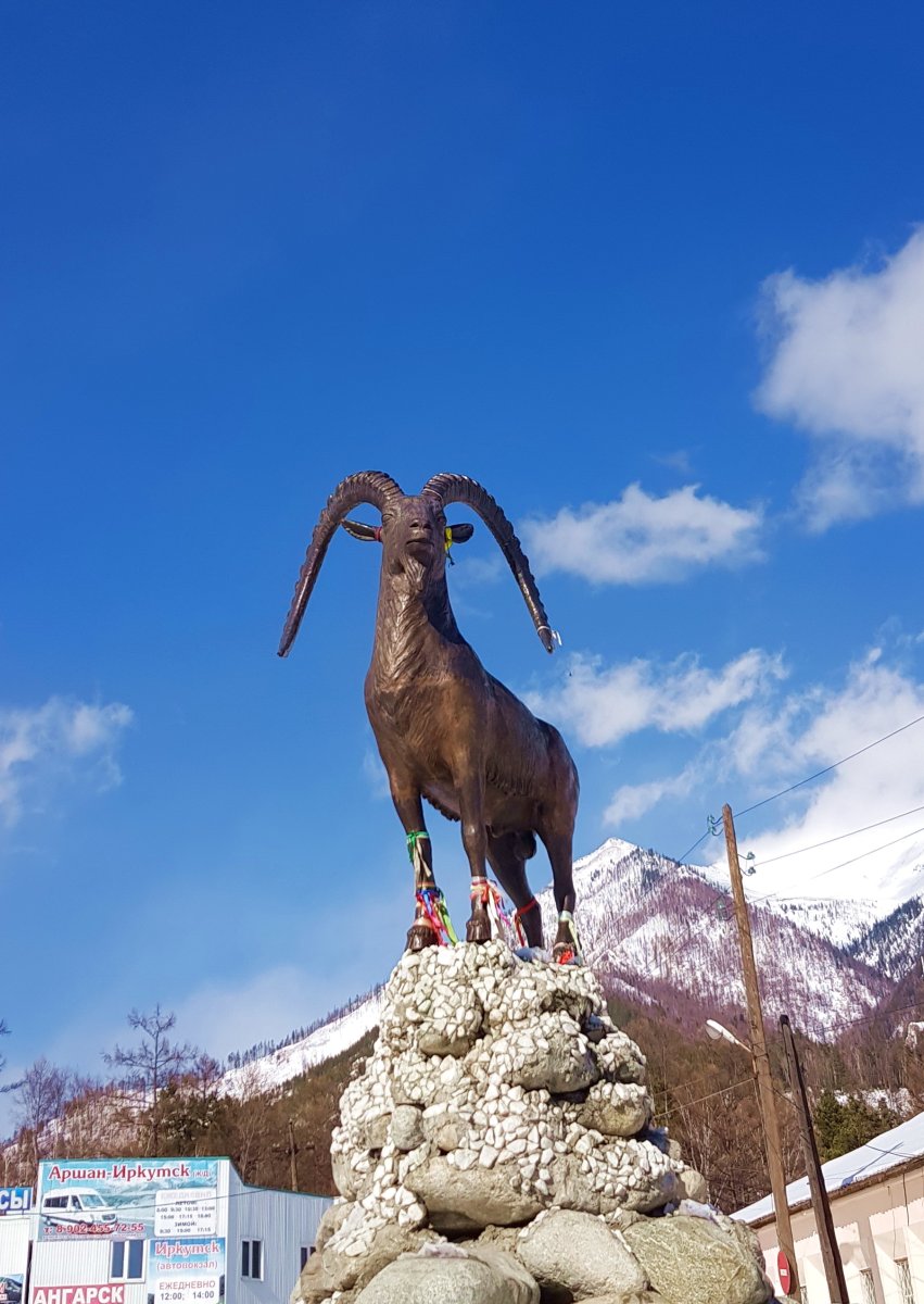 Аршан козел