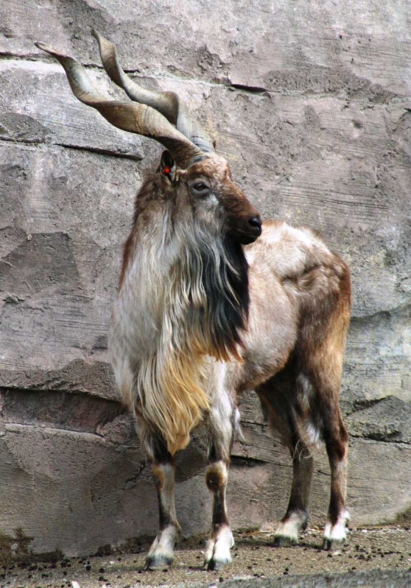 Винторогий козел