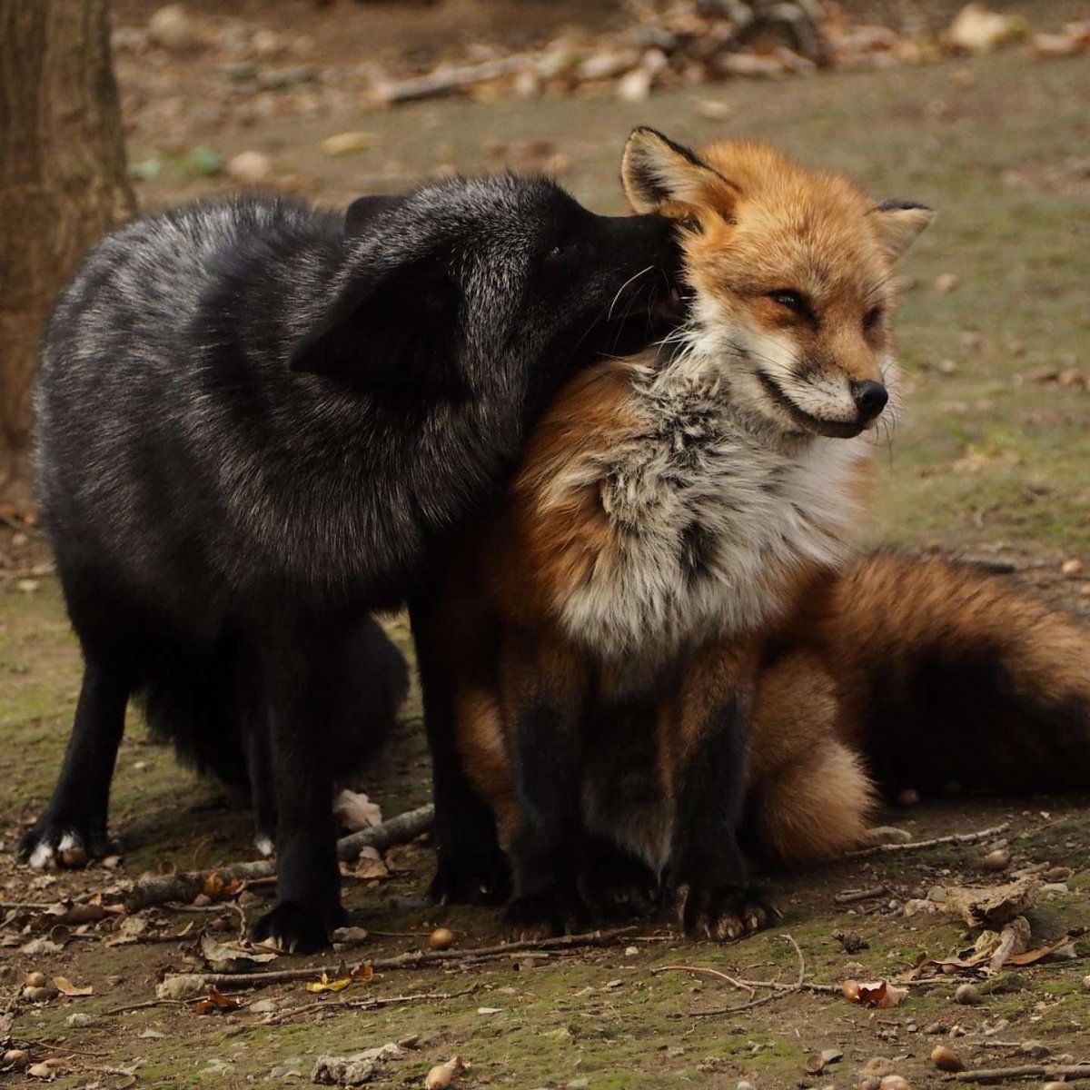 Чернобурка и рыжая лиса