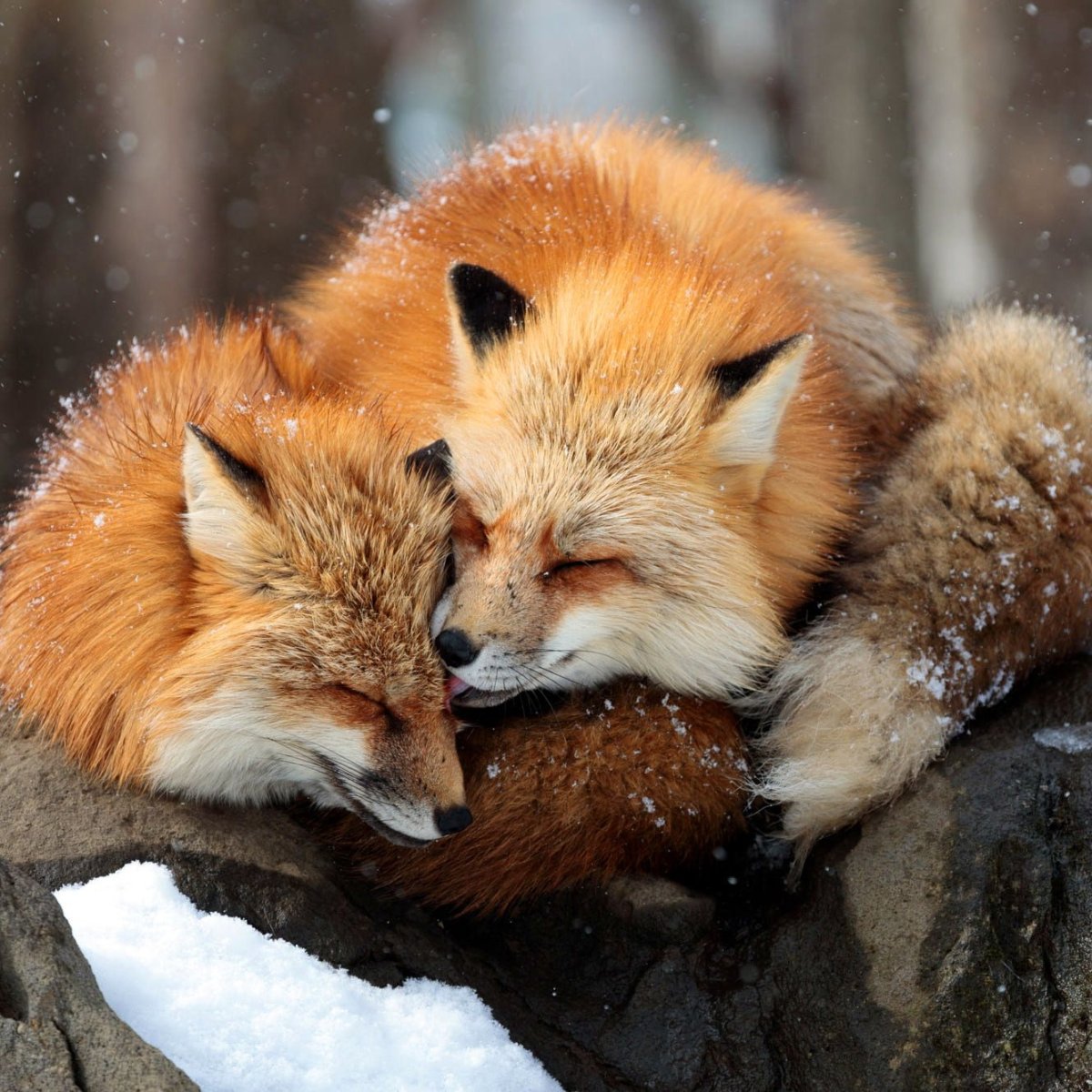 Влюбленные лисы