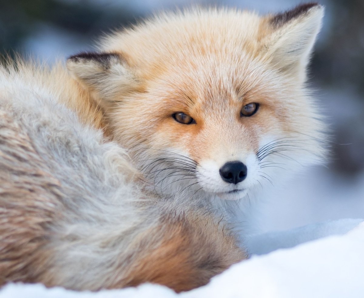 Снежно красная лиса