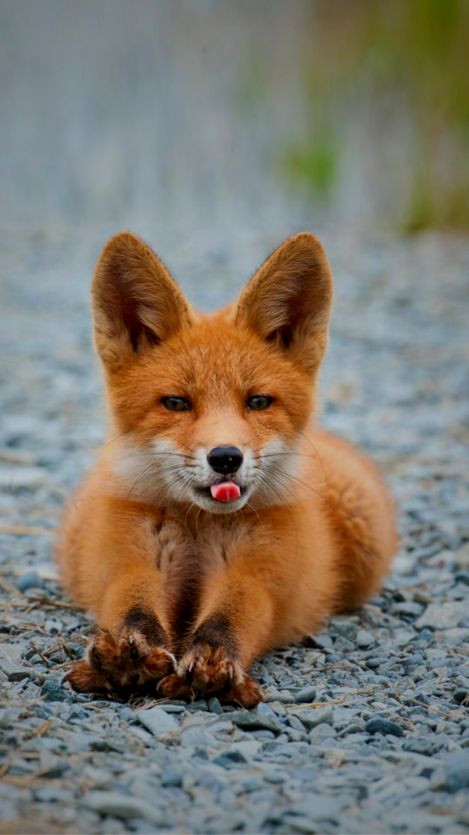 Лисавета Лис