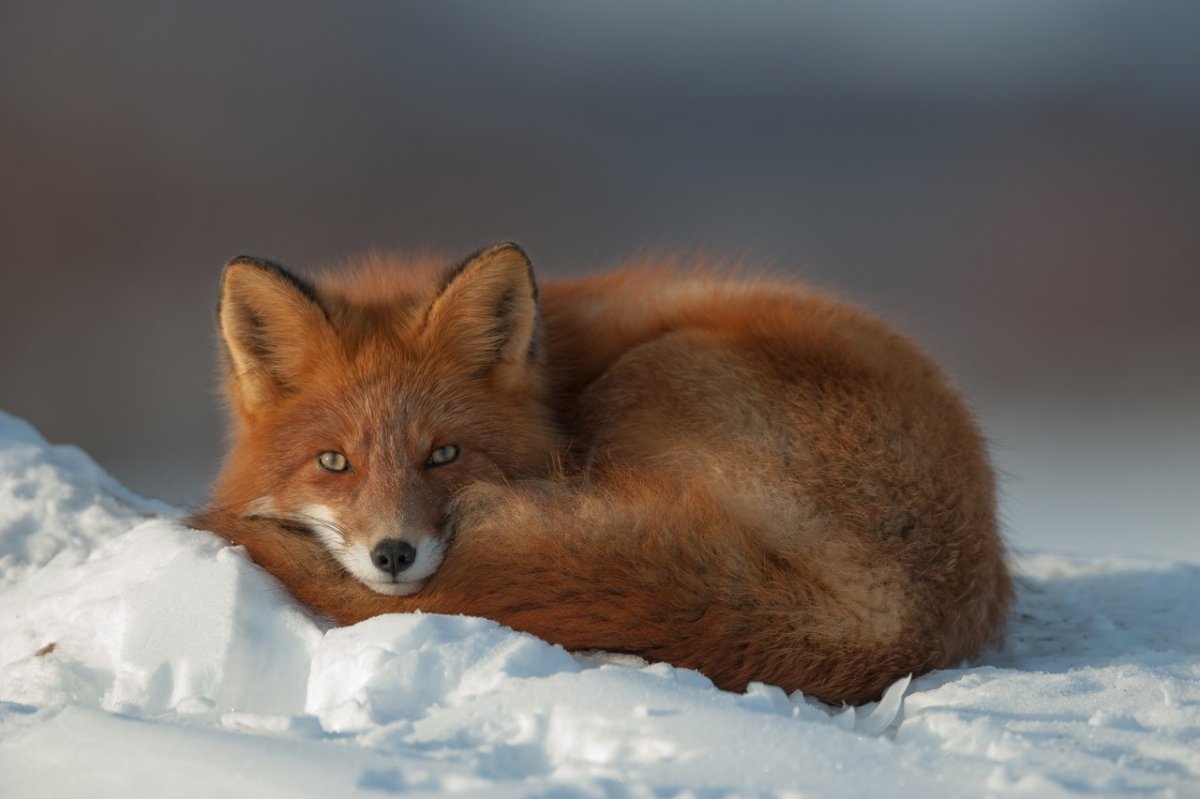 Лиса укуталась