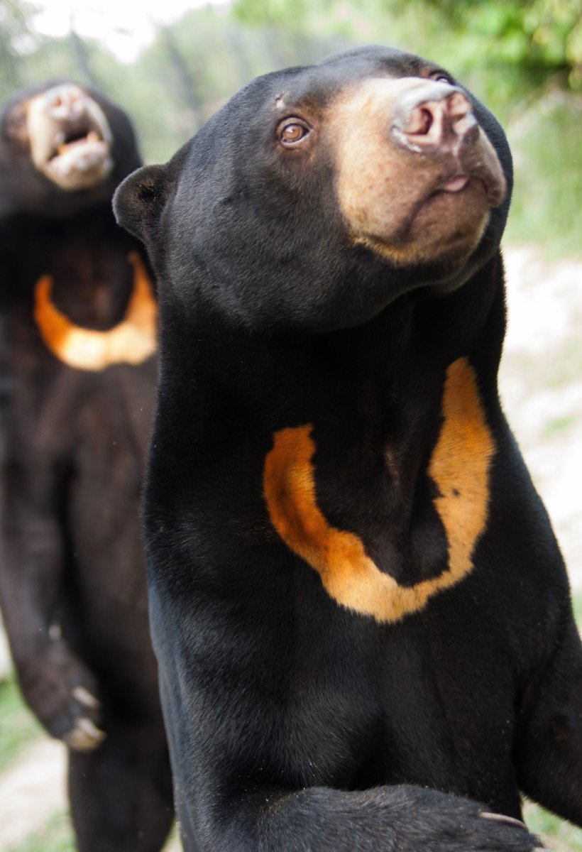 Новозеландский медведь