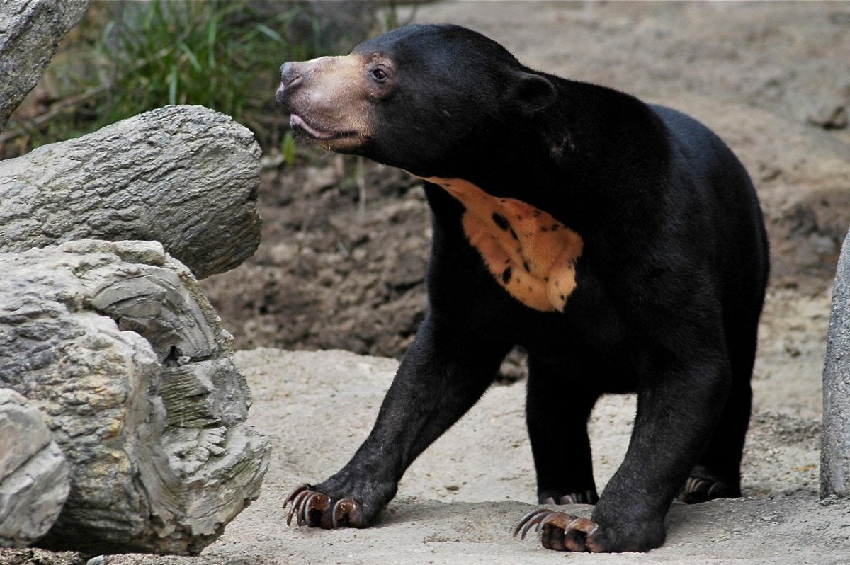 Малайский медведь бируанг