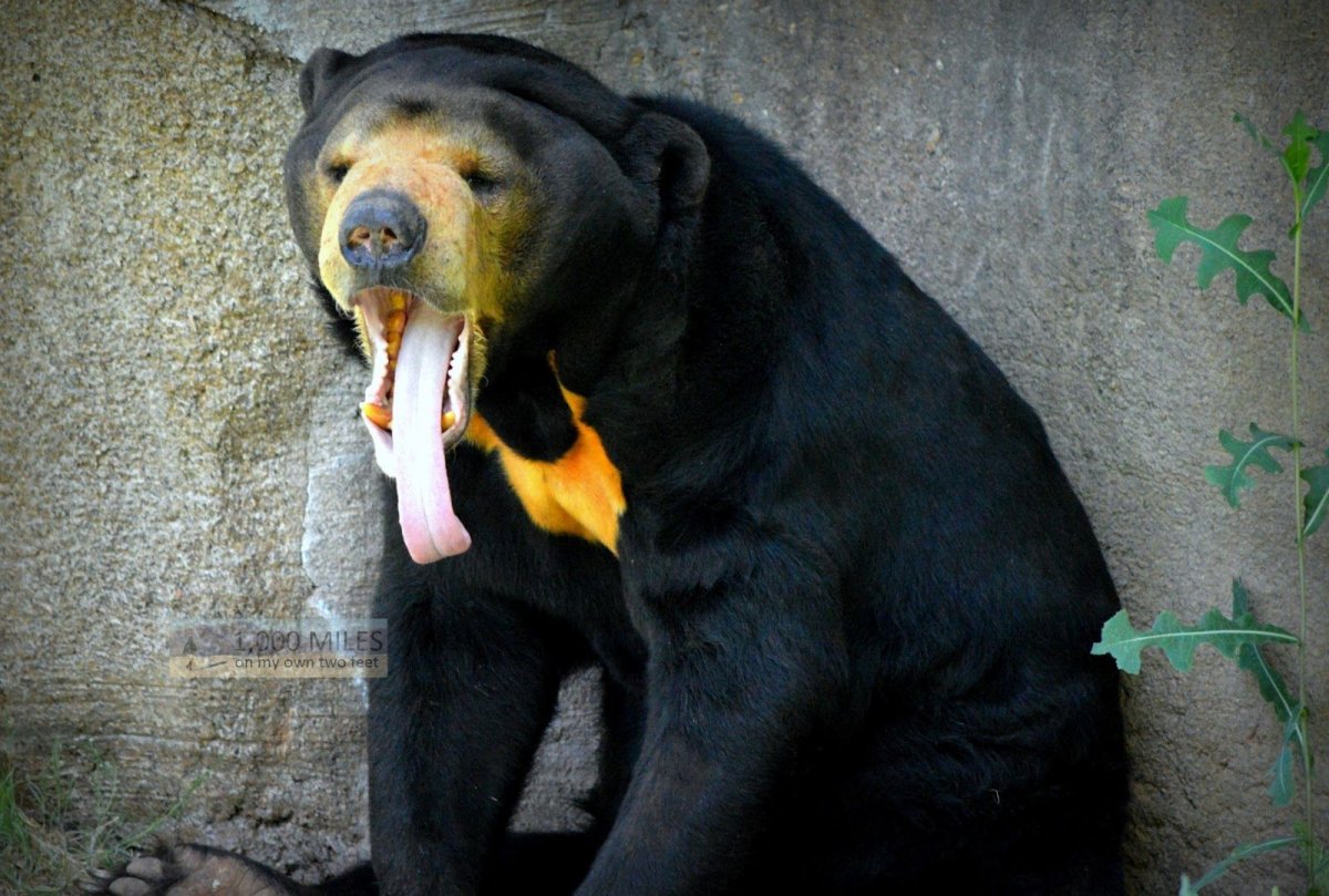 Малайский медведь Вьетнама