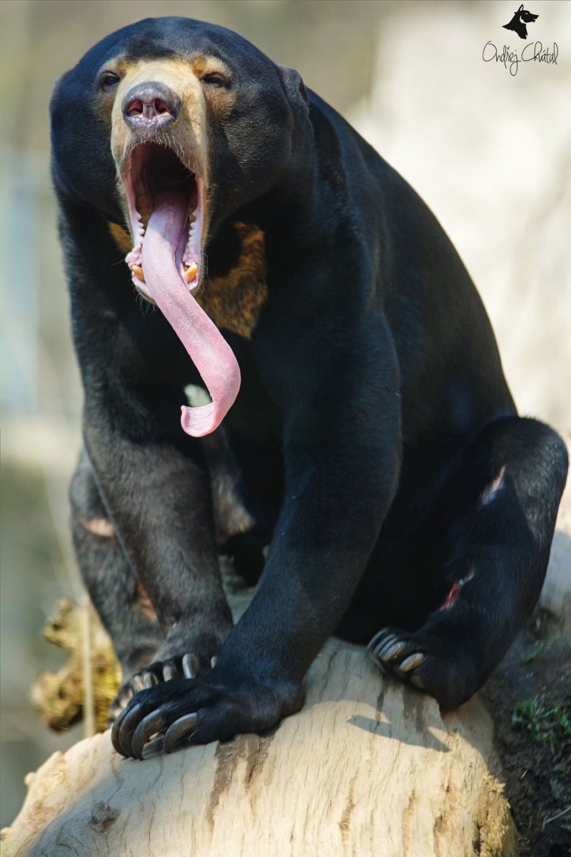 Малайский медведь хвост