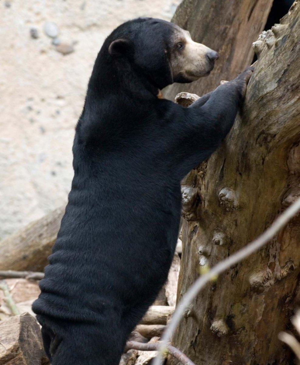 Малайский медведь Helarctos malayanus