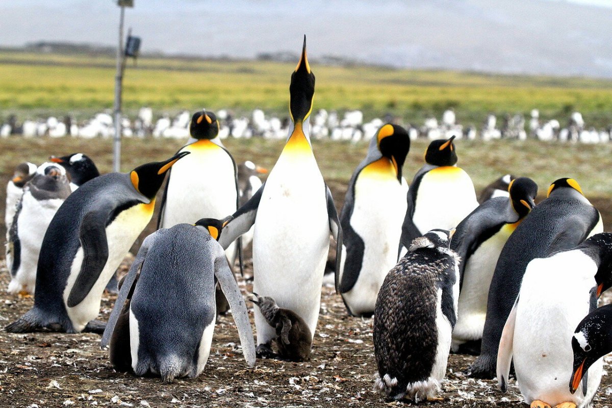 Королевский Пингвин Императорский Галапагосский