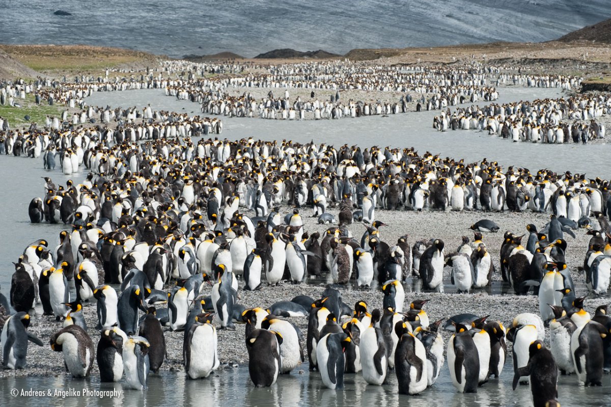 Птичьи базары в Антарктиде