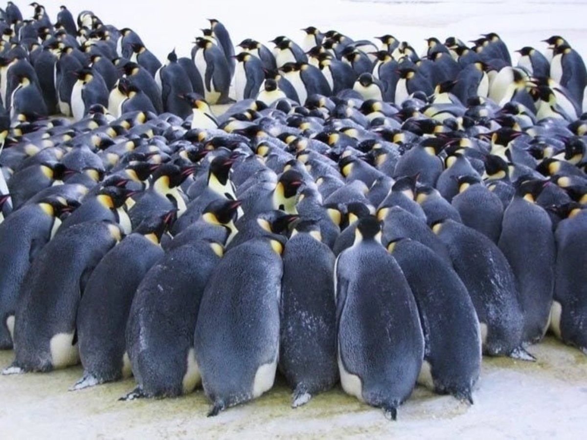 Колонии императорских пингвинов
