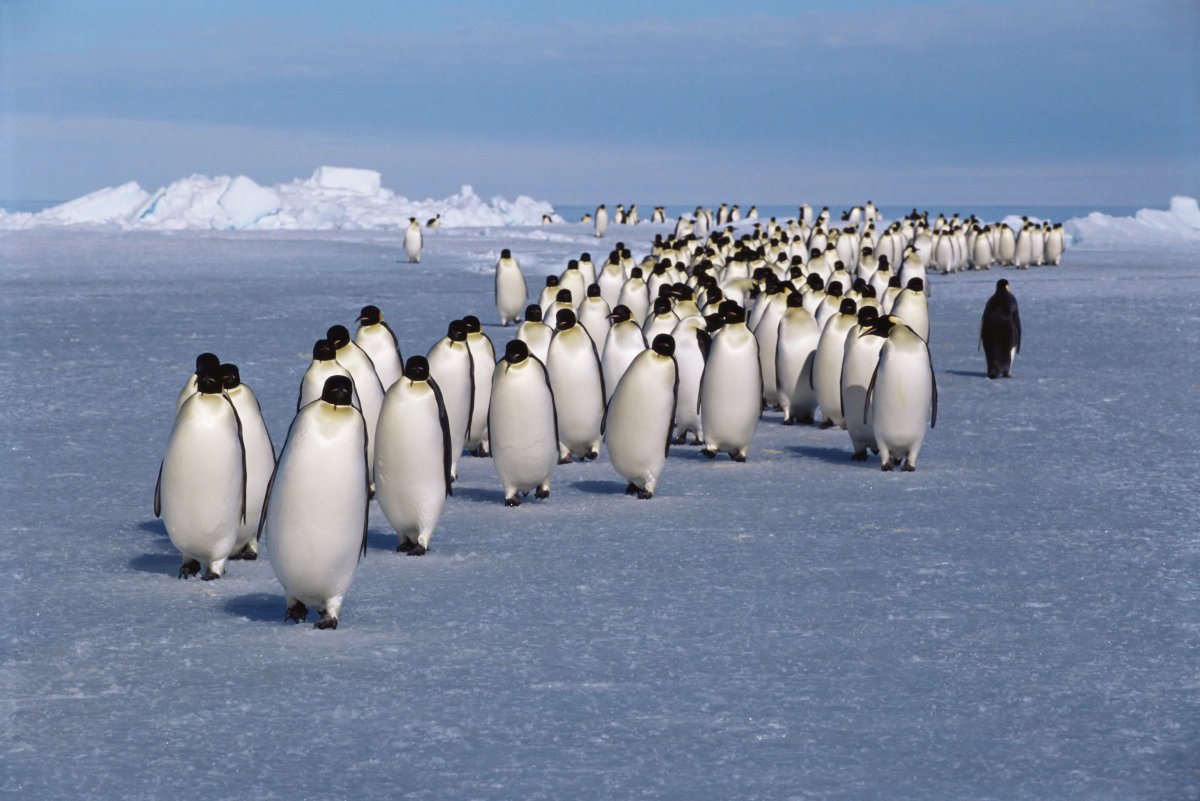 Пингвины в очереди